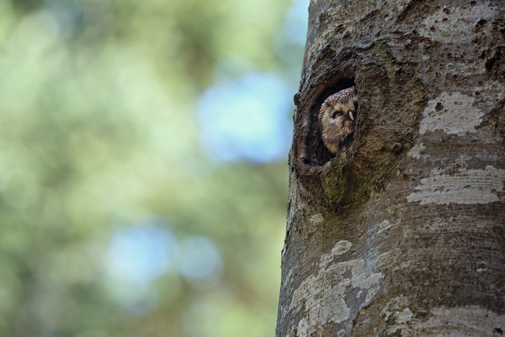 chouettetengmalm3791-web.jpg