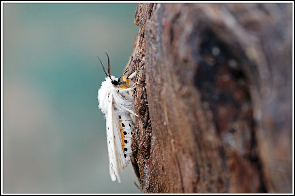 Écaille_tigrée(Spilosoma_lubricipeda)(27).jpg