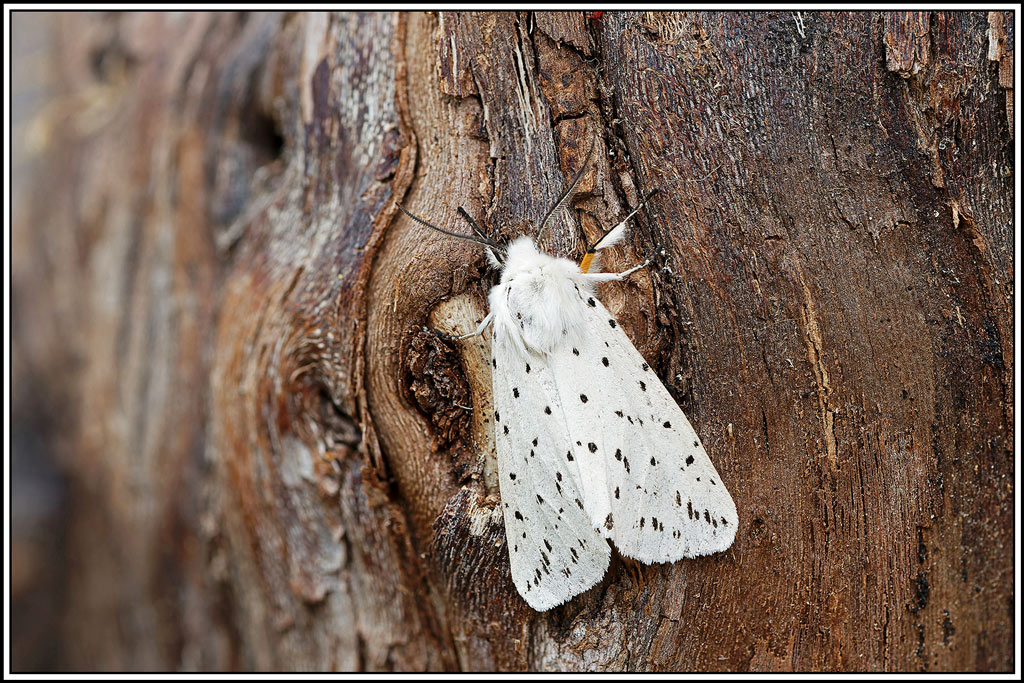 Écaille_tigrée(Spilosoma_lubricipeda)(37_42).jpg