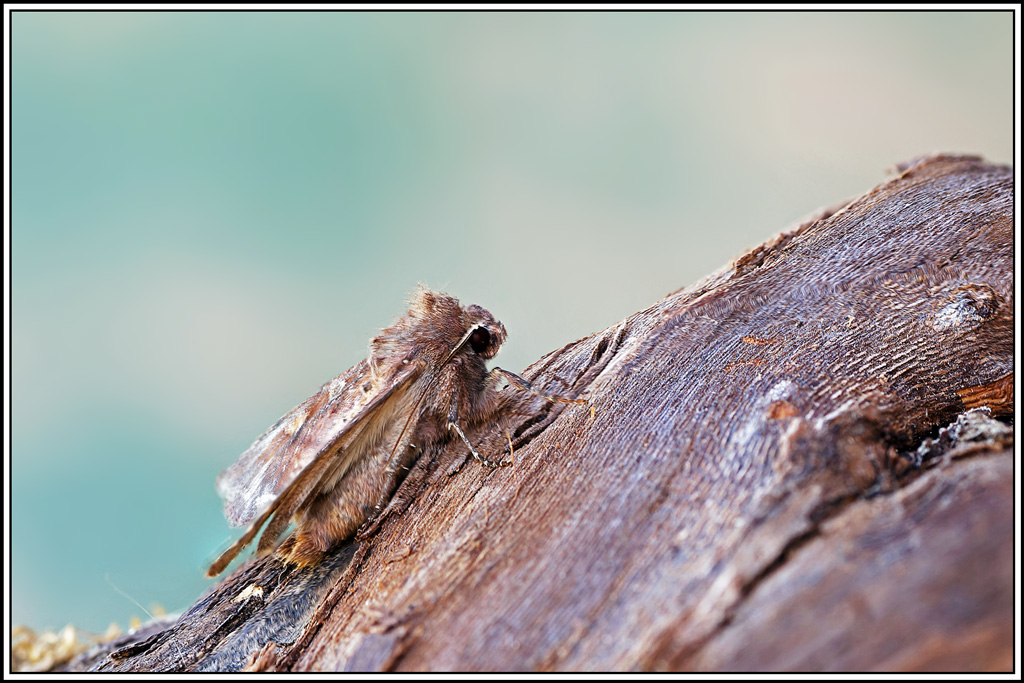 Noctuelle_des_potagers(Lacanobia_oleracea)(6_11).jpg