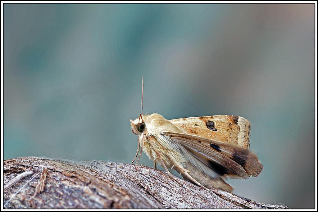 Noctuelle_peltigère(Heliothis_peltigera)(23_28).jpg