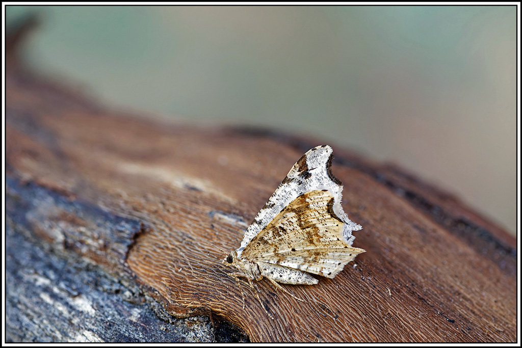 Philobie_alternée(Macaria_alternata)(26_34).jpg