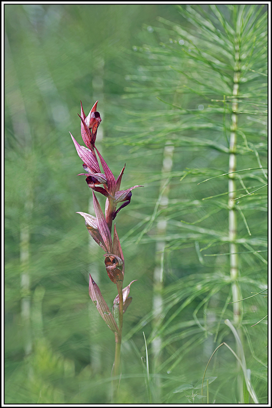 flore(1180)(Serapias_vomeracea).jpg
