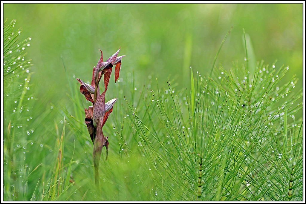 flore(1182)(Serapias_vomeracea).jpg