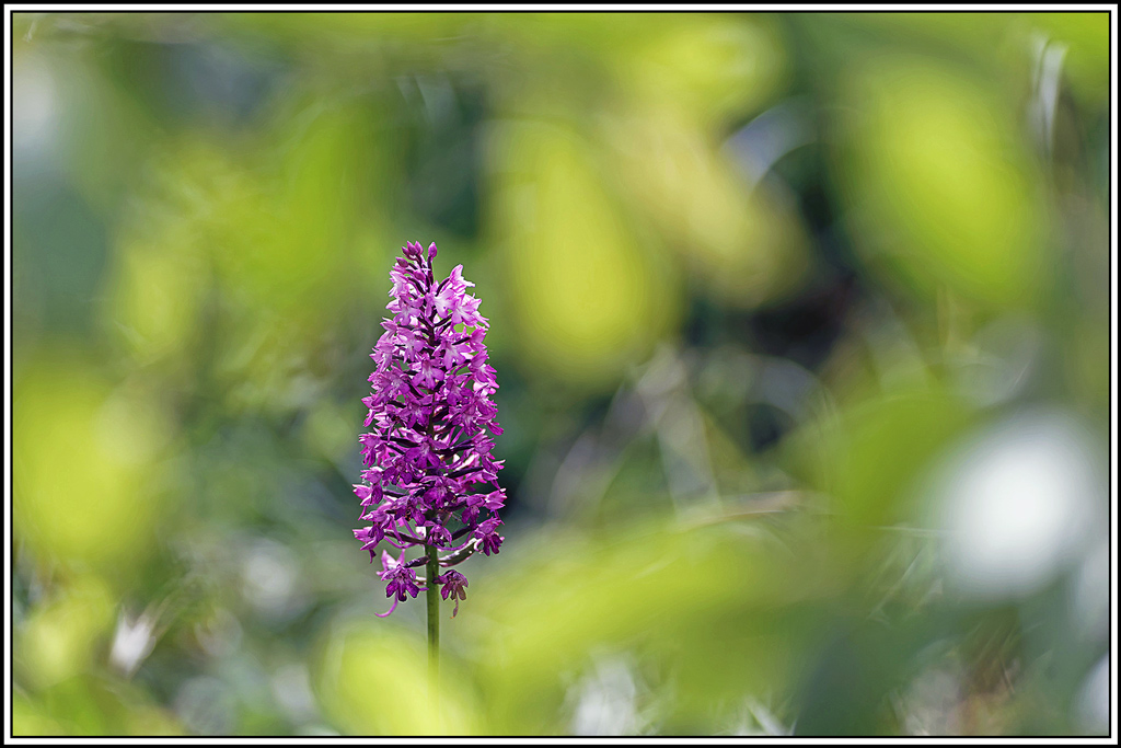 flore(1183)(Anacamptis_pyramidalis).jpg