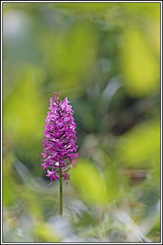 flore(1184)(Anacamptis_pyramidalis).jpg