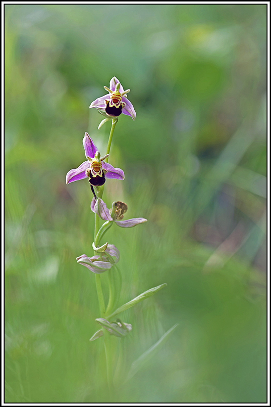 flore(1186)(Ophrys_apifera).jpg