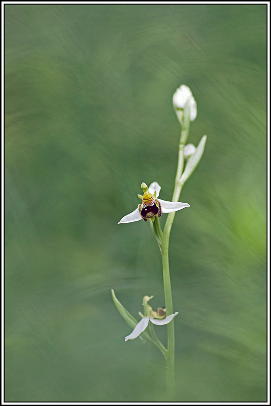 flore(1189)(Ophrys_apifera).jpg