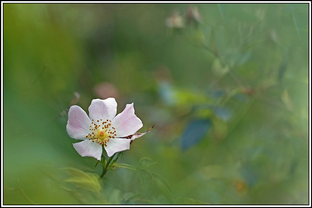 flore(1190)(Rosa_micrantha).jpg