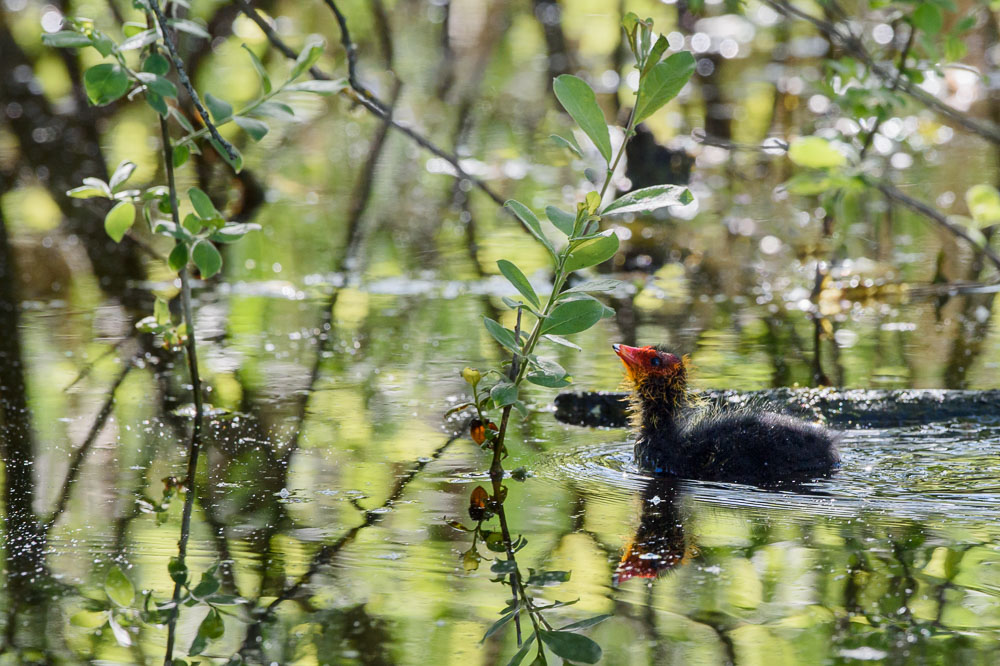 _DCF4712-Modifier.jpg