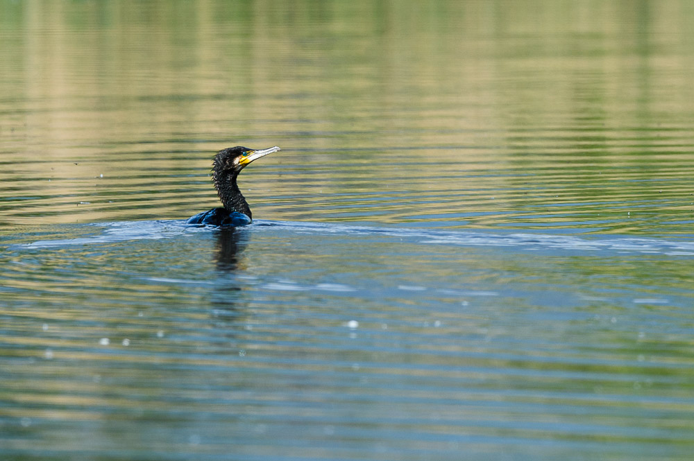 Cormoran mai 24_3.jpg