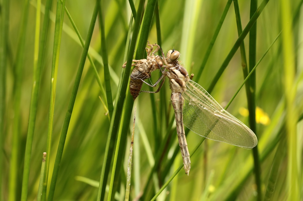 1 IMG_EMER♀.JPG