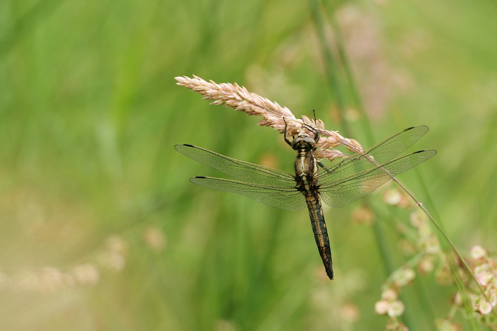 3 IMG_JEUNE♂.JPG