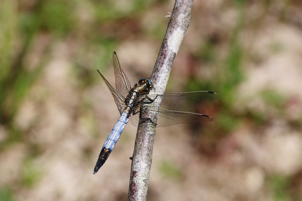 7 IMG_MATUR♂.JPG