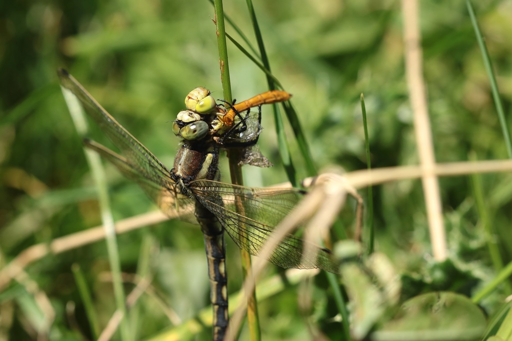 12 IMG_PRED.JPG