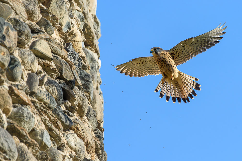 Crecerelle avr_18.jpg