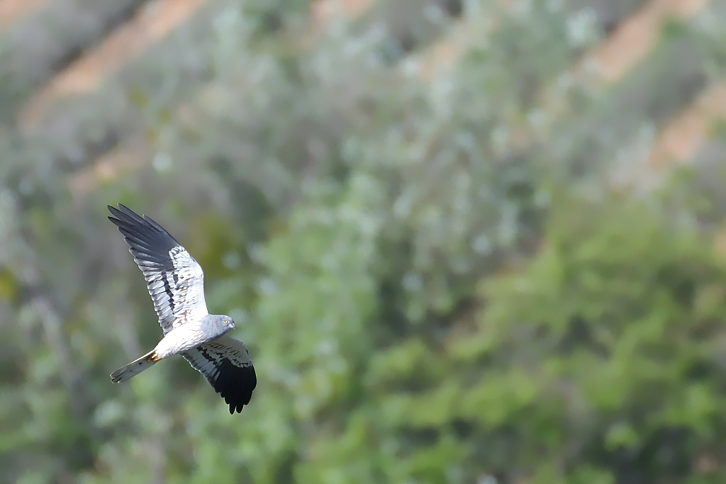 DSC_8756IN.jpg