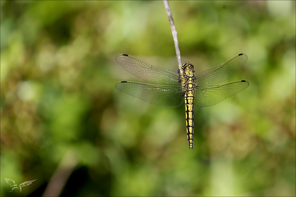 Orthtrum cancellatum ♀_02.jpg
