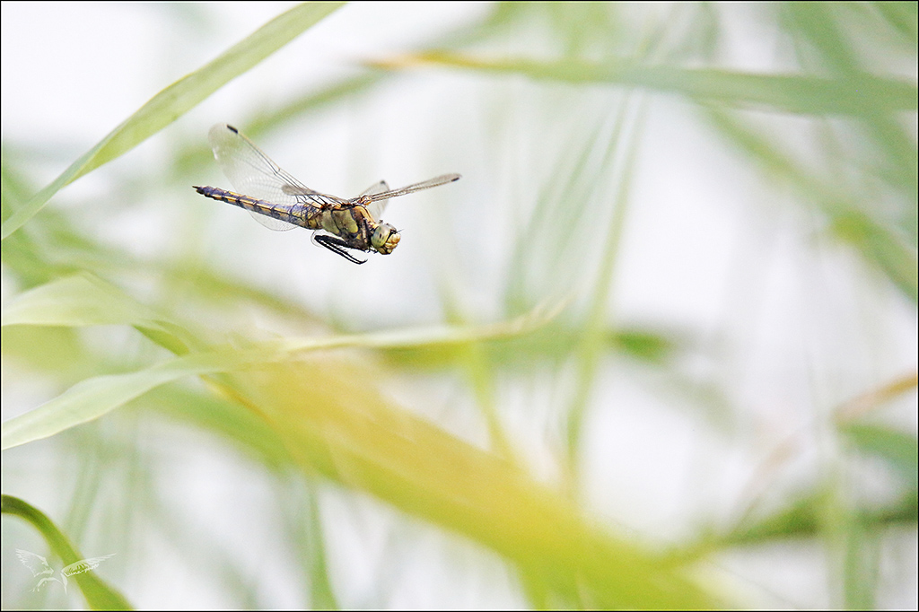 Orthetrum cancellatum ♀ vol_.jpg