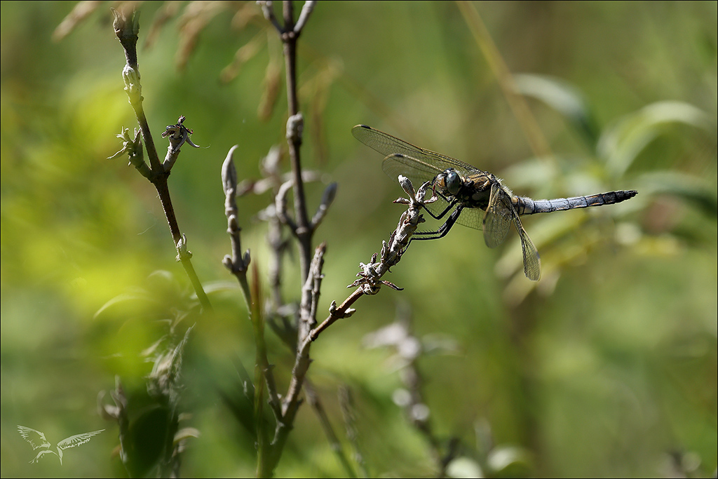 Orthetrum cancellatum_01.jpg