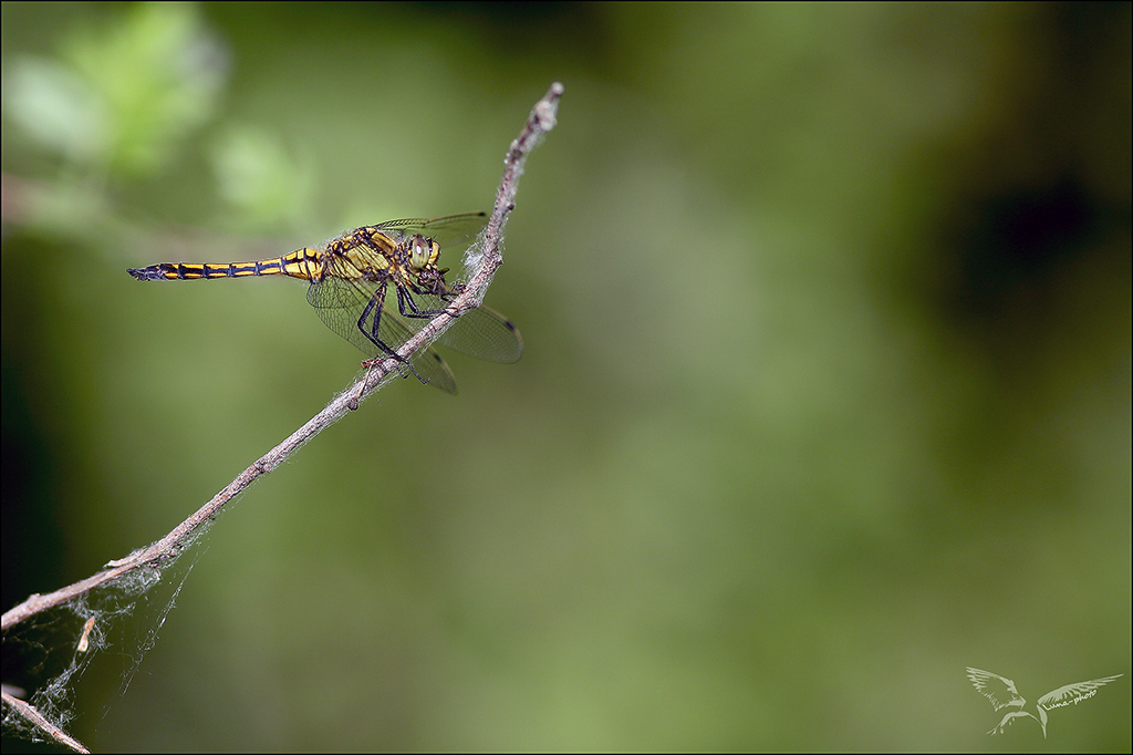 Orthetrum cancellatum♂ imm r.jpg