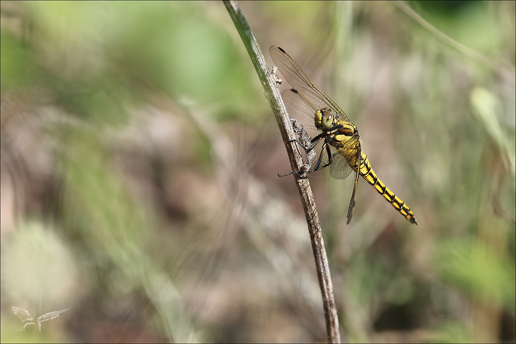 Orthetrum cancellatum ♀-.JPG