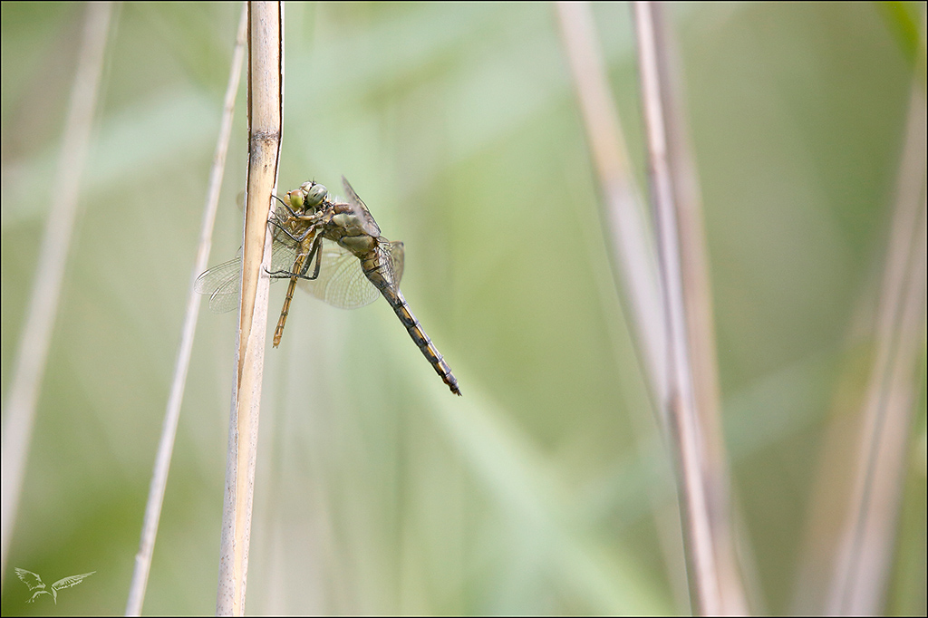 Prédation  Orthetrum ♀.JPG