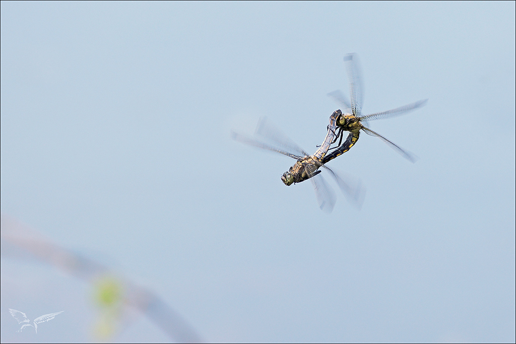 Orthetrum cancellatum tandem vol.JPG