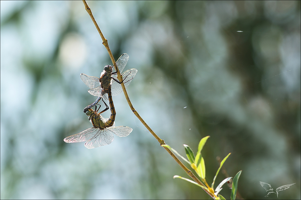 Orthetrum cancellatum_tandem.jpg