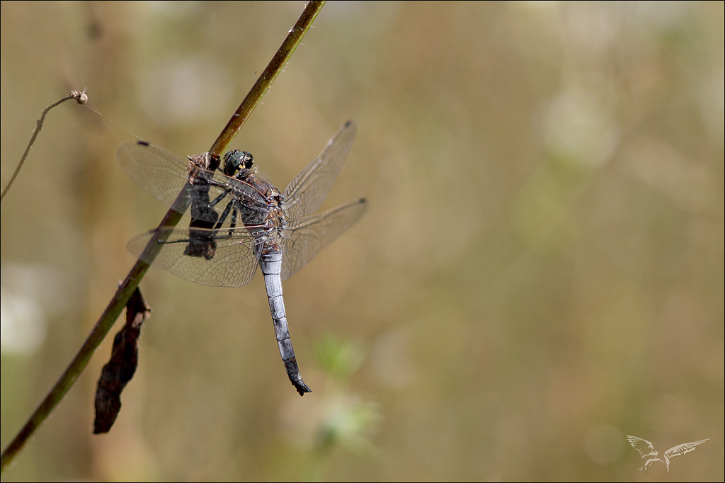 Orthetrum ♂ mature.jpg