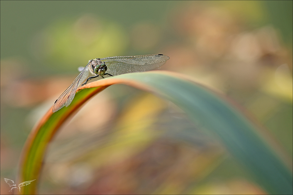 Orthetrum cancellatum- face à face.jpg