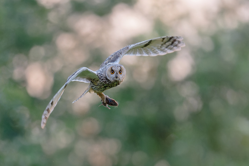 DSC_9000_DxO-1.jpg