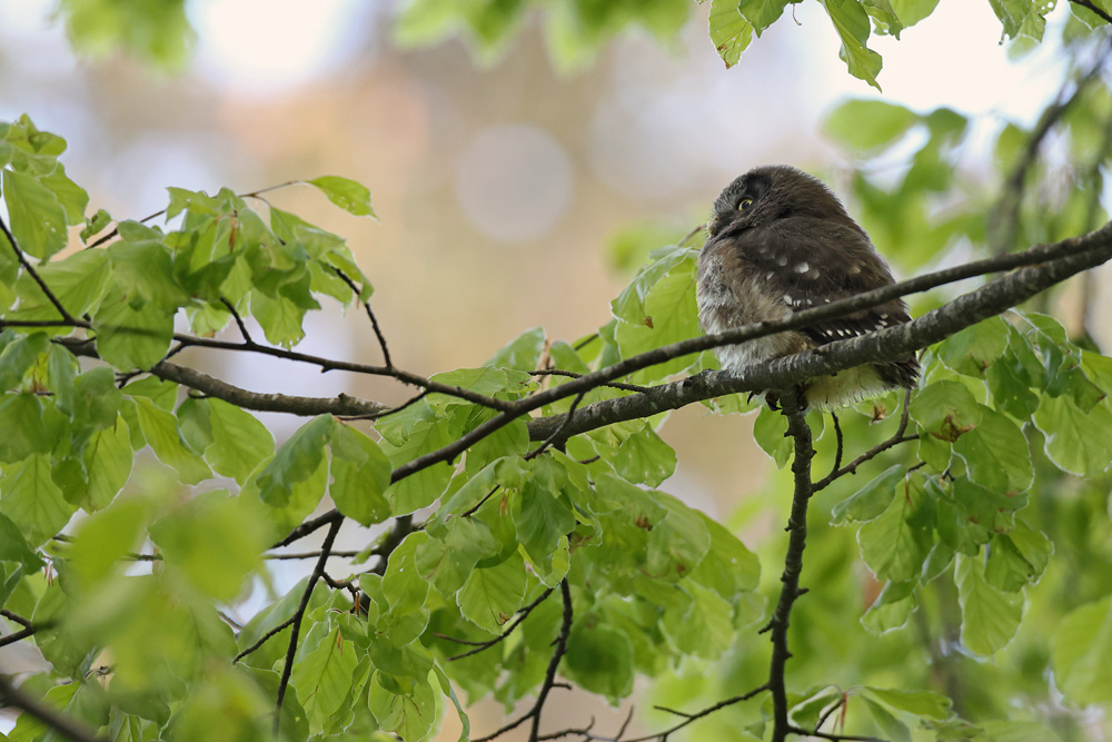 chouettetengmalm5156-web.jpg