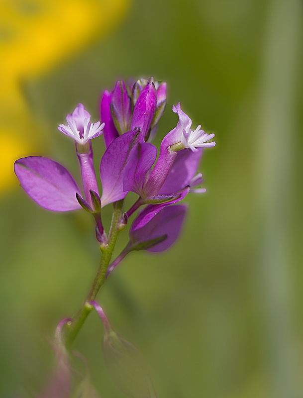 Polygale du calcaire - Polygala calcarea 2.jpg