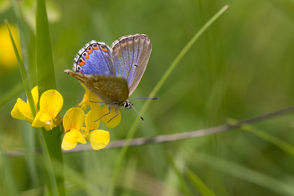 L' Azuré bleu  céleste femelle 6.jpg
