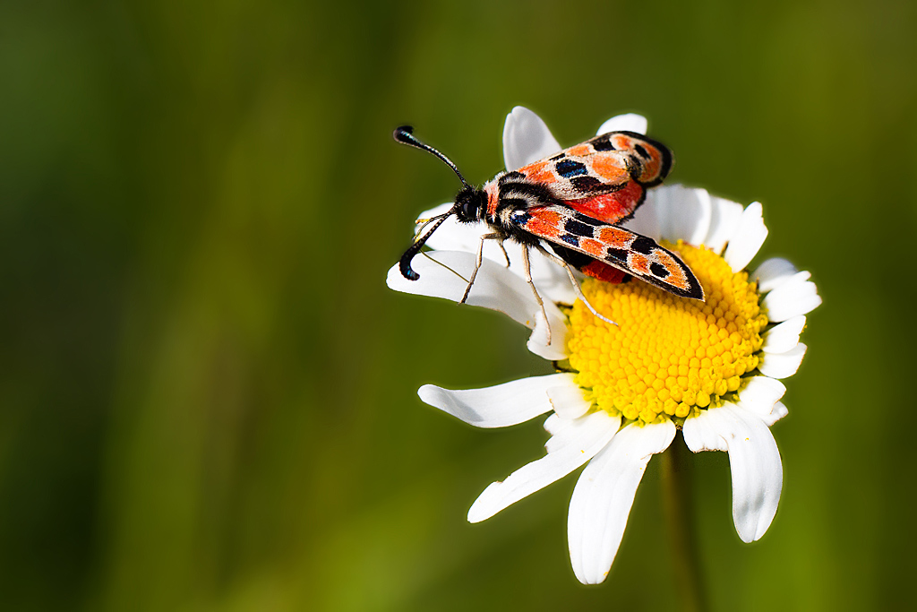 Zygène de la petite coronille - Zygaeana fausta 8.jpg