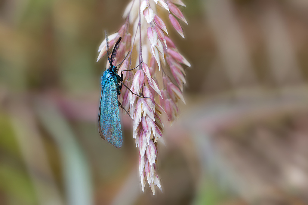 Zygène turquoise- Adscita statices 2.jpg