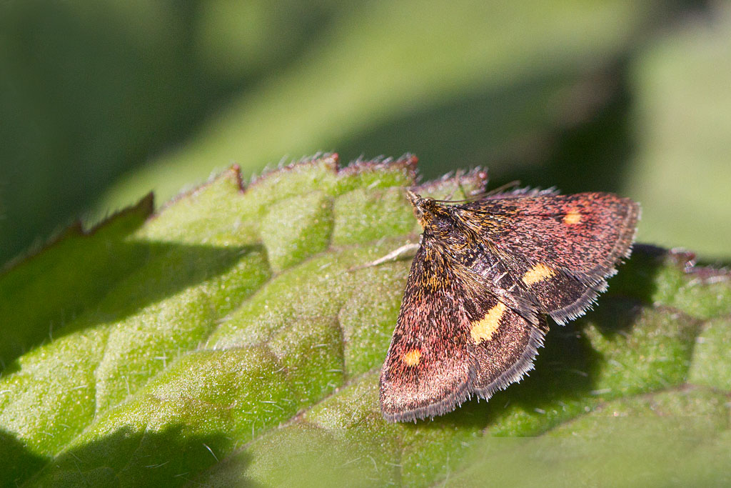 La Pyrauste de la menthe - Pyrausta aurata 2.jpg