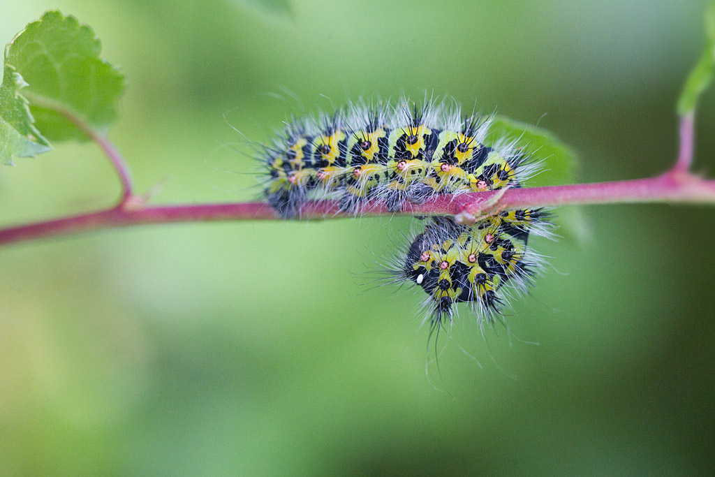 Saturnia pavonia. - le Petit Paon de nuit  chenille 3.jpg