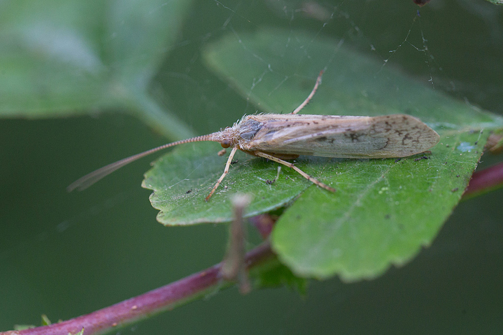Limnephillus flavicornis 2.jpg
