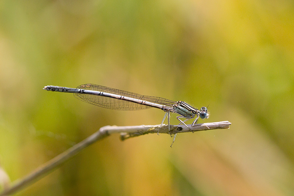 Platycnemis pennipes mâle 3.jpg