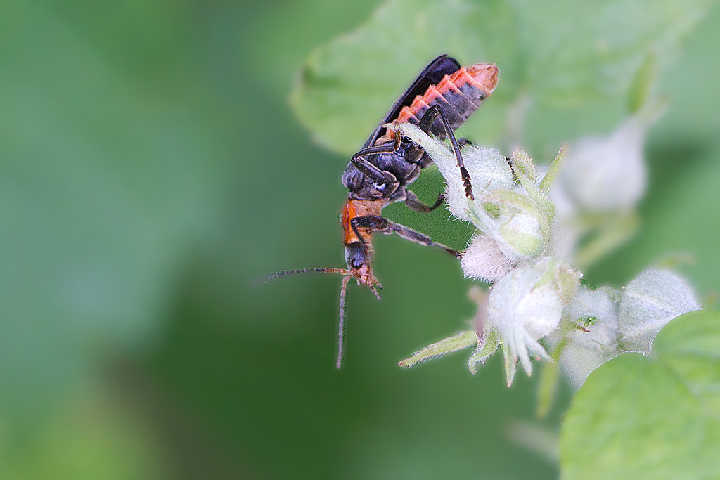 Téléphore sombre - Cantharis fusca 6.jpg