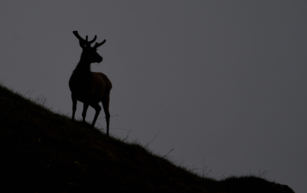 DS5_3738.jpg