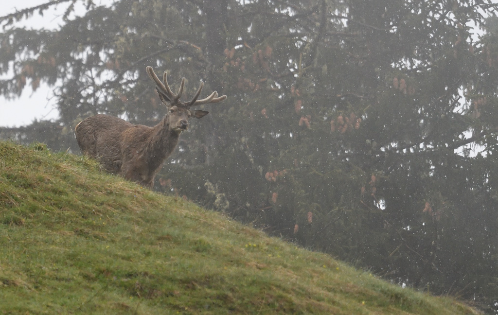 DS5_3758.jpg