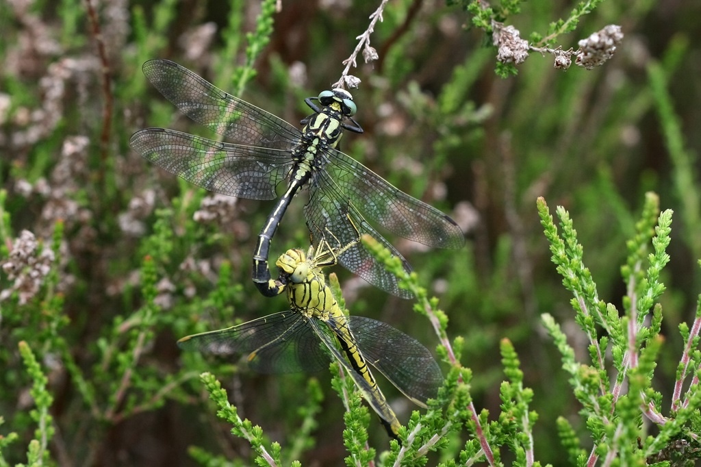 6 IMG_VULGAT.JPG