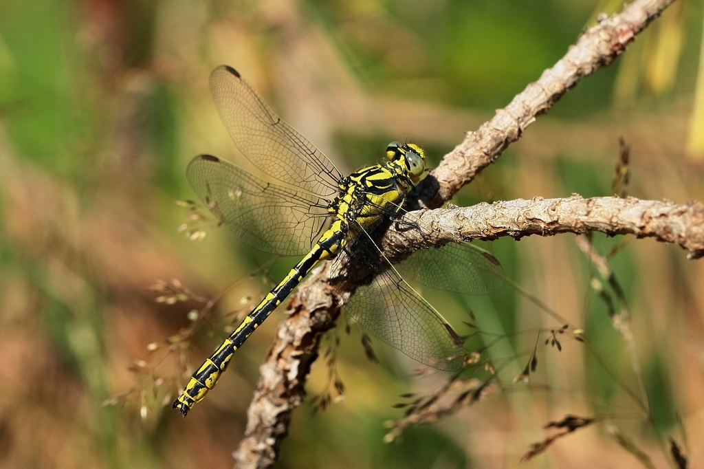 10 IMG_GRASLIN.JPG