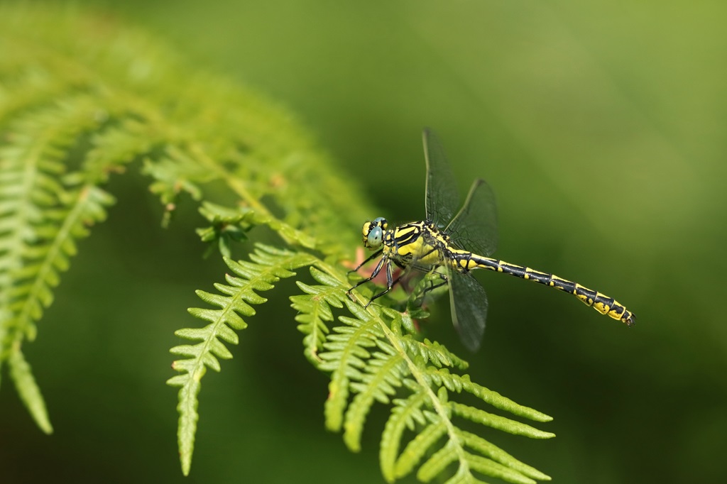 11 IMG_GRASLIN.JPG