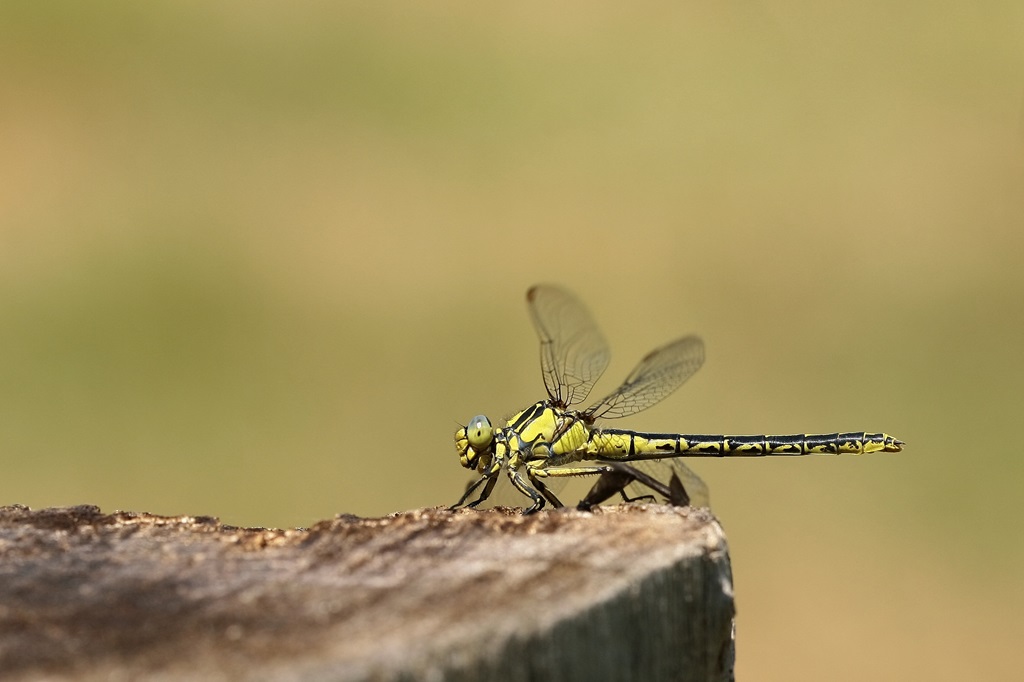 12 IMG_GRASLIN.JPG