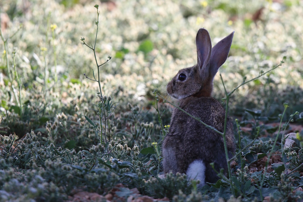1792 Lapin de garenne.JPG