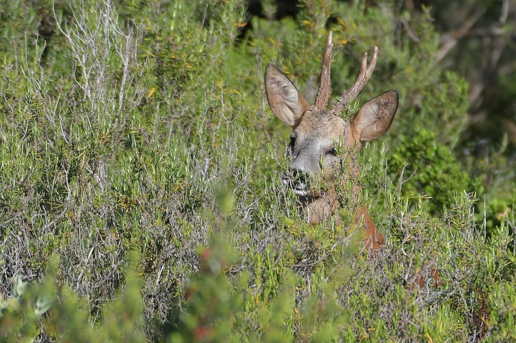 DSC_9121IN.jpg